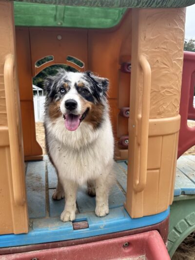 Village Sentry Pet Care LLC - Hollis, NH