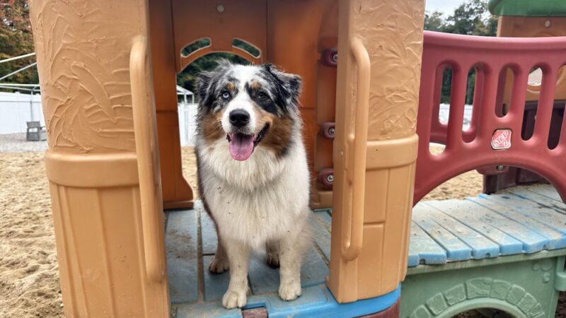 Village Sentry Pet Care LLC - Hollis, NH