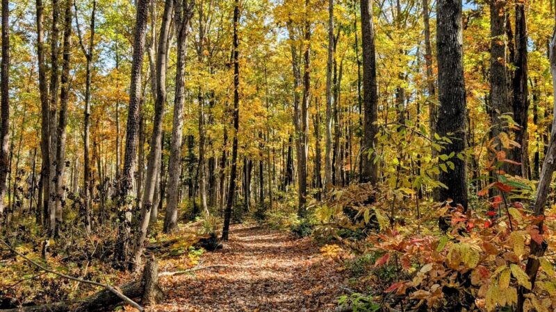Medoc Mountain Picnic Area & Trailhead - Hollister, NC