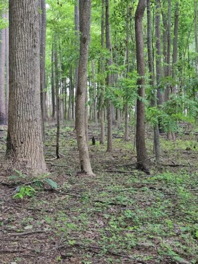 Medoc Mountain State Park - Hollister, NC
