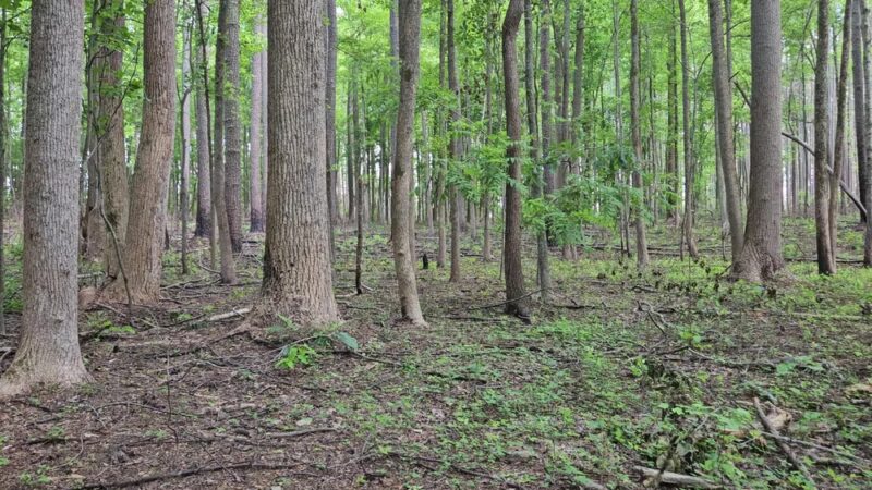 Medoc Mountain State Park - Hollister, NC