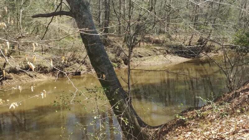Medoc Mountain State Park - Hollister, NC
