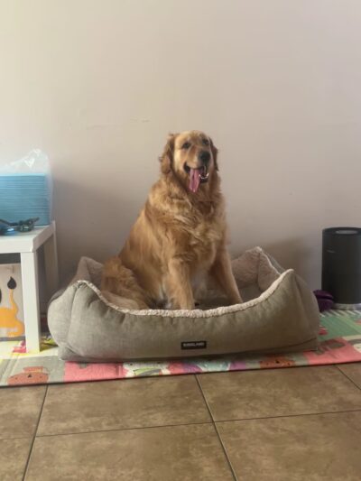 Dog park Young Park - Hollywood, FL