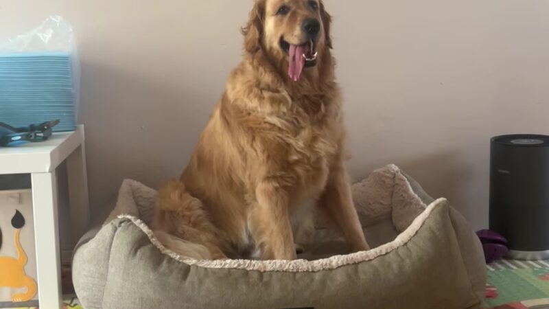 Dog park Young Park - Hollywood, FL