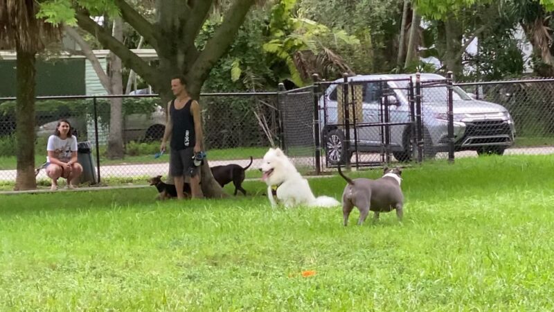 Poinciana Park - Hollywood, FL