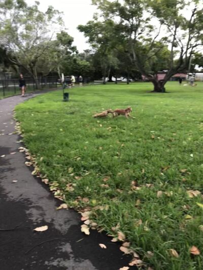 Poinciana Park - Hollywood, FL