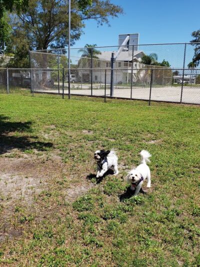 Scentral park dog Park - Holmes Beach, FL