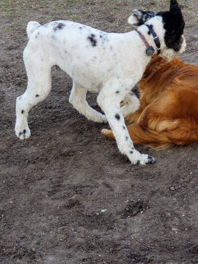 Scentral park dog Park - Holmes Beach, FL