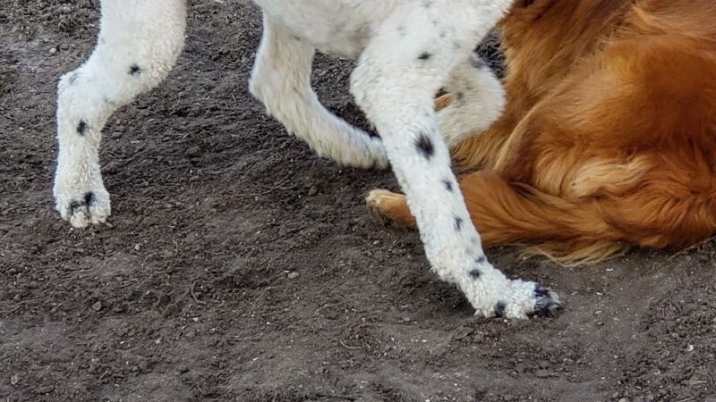 Scentral park dog Park - Holmes Beach, FL