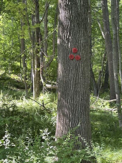 Wonder Lake State Park Hiking Trails - Holmes, NY