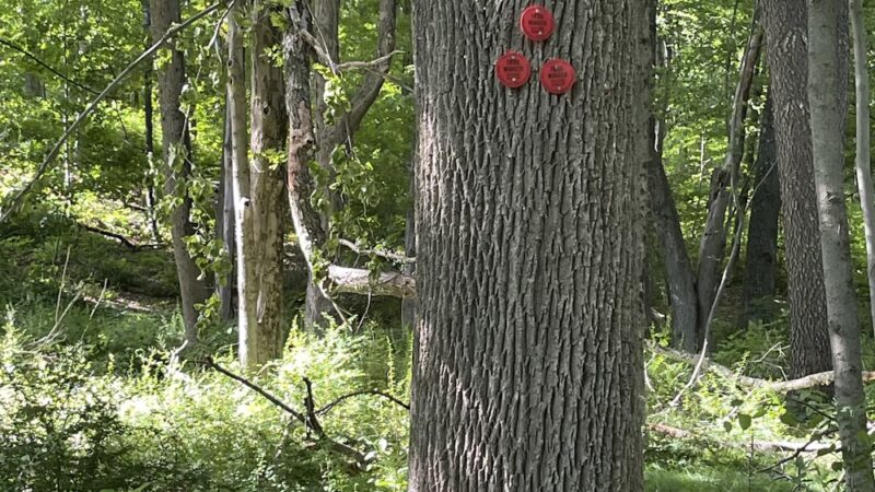 Wonder Lake State Park Hiking Trails - Holmes, NY