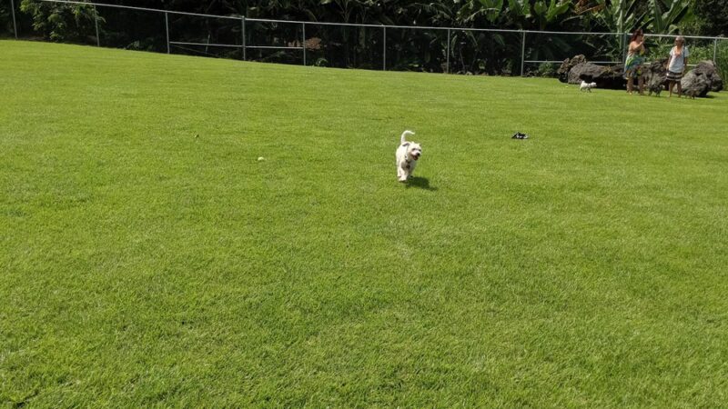 Kona Dog park - Holualoa, HI