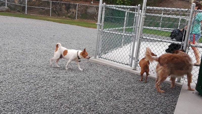 Kona Dog park - Holualoa, HI