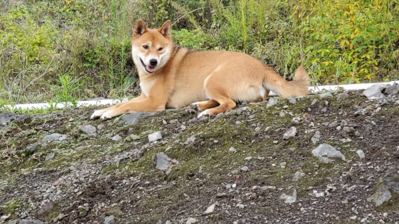 Kona Dog park - Holualoa, HI