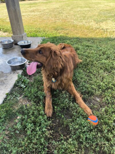 Trantina Farms Dog Park - Homer Glen, IL