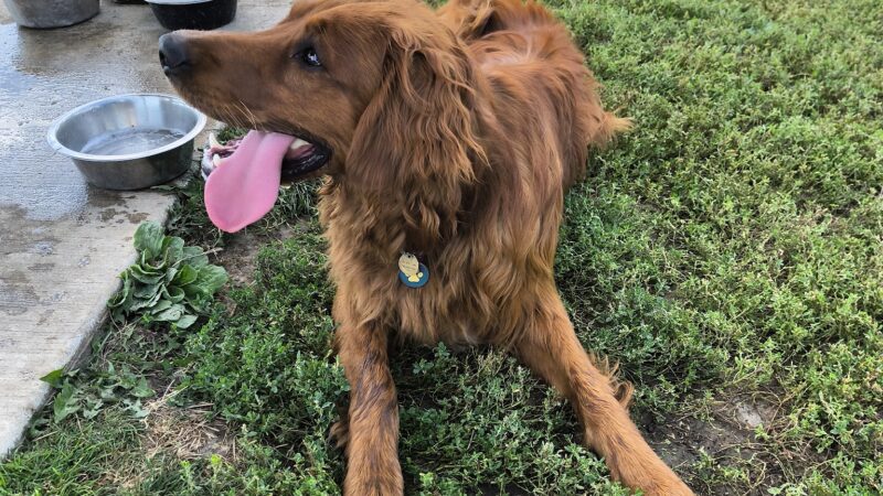 Trantina Farms Dog Park - Homer Glen, IL