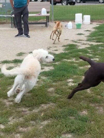 Trantina Farms Dog Park - Homer Glen, IL