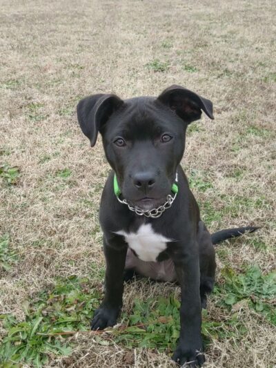 Golfview Greenway Walking Trail - Hope Mills, NC