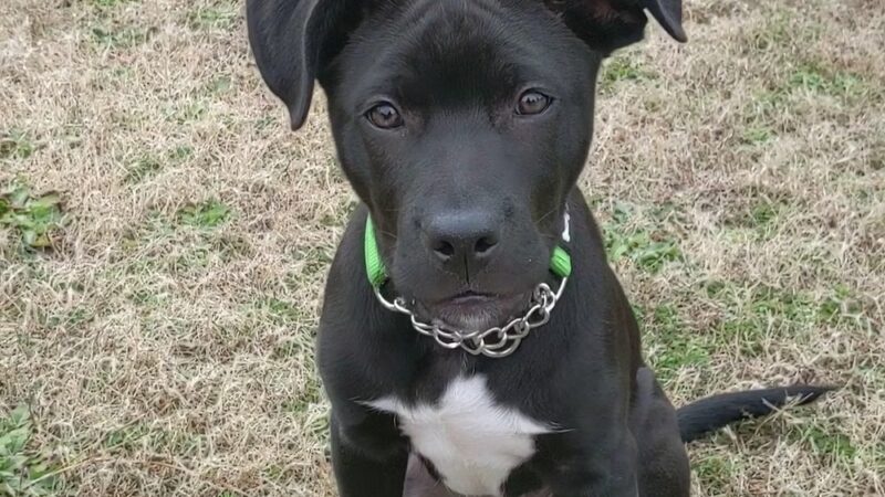 Golfview Greenway Walking Trail - Hope Mills, NC