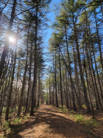 Black Farm State Management Area - Hope Valley, RI