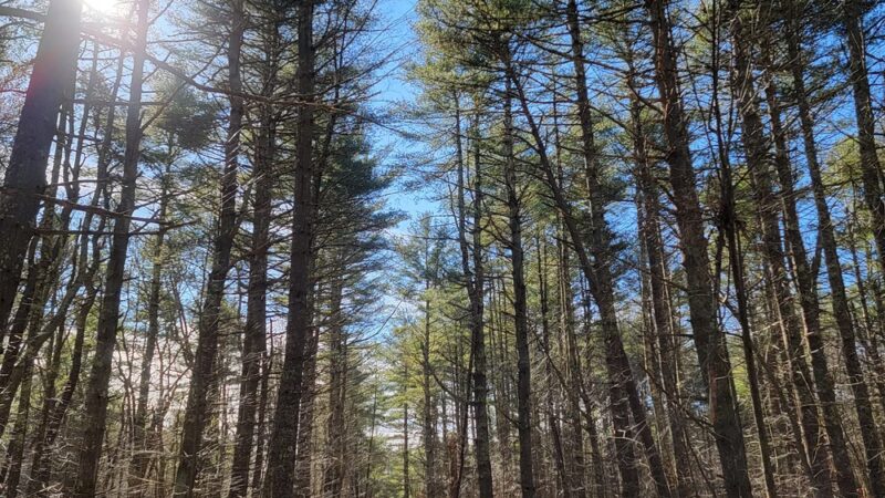 Black Farm State Management Area - Hope Valley, RI