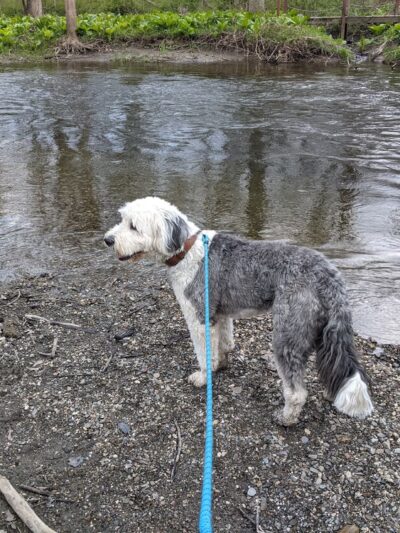 Forest Beach at Hopewell Rec - Hopewell Junction, NY