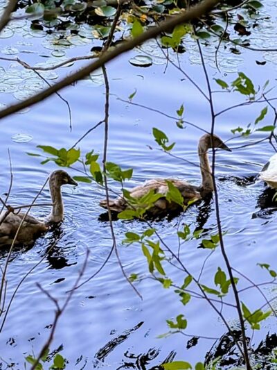 Rail Trail - Hopewell Depot Parking - Hopewell Junction, NY