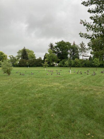 Buffer Park - Hopkins, MN