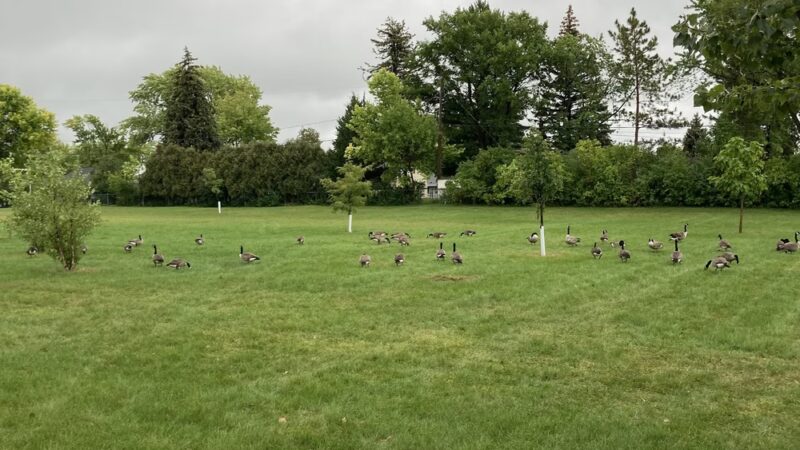 Buffer Park - Hopkins, MN