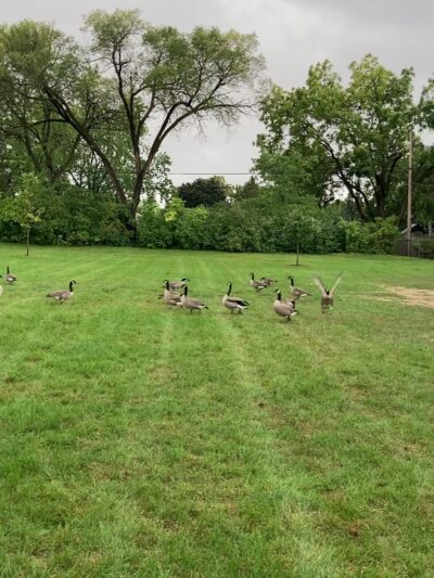 Buffer Park - Hopkins, MN