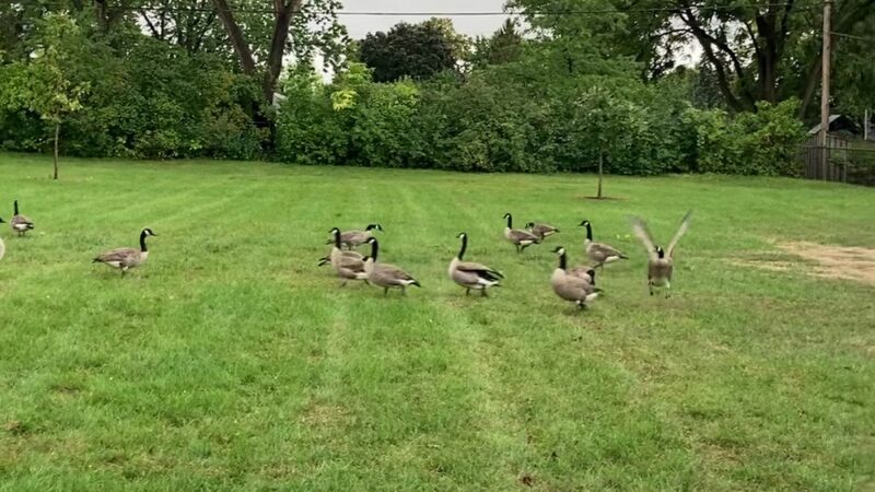 Buffer Park - Hopkins, MN