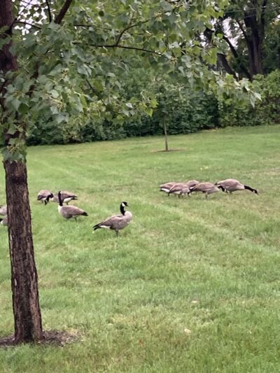 Buffer Park - Hopkins, MN