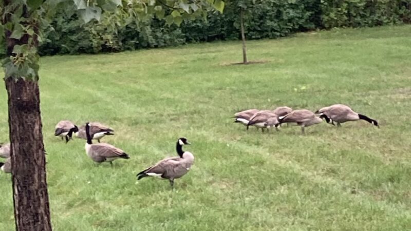Buffer Park - Hopkins, MN