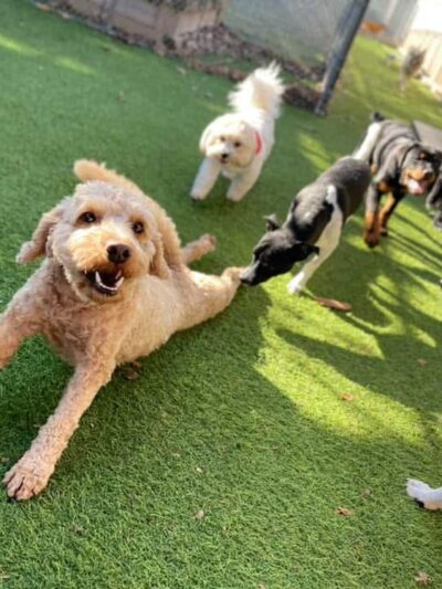 Canine Behavioral Services Inc. - Hopkinton, RI