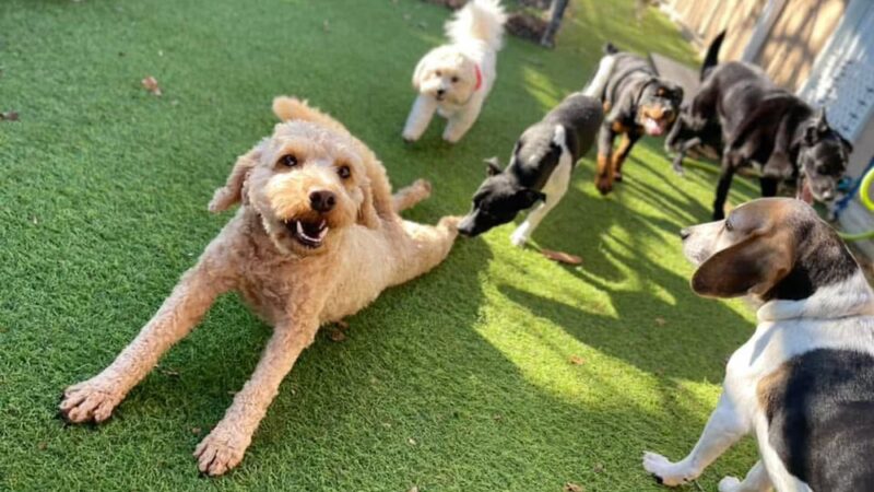 Canine Behavioral Services Inc. - Hopkinton, RI