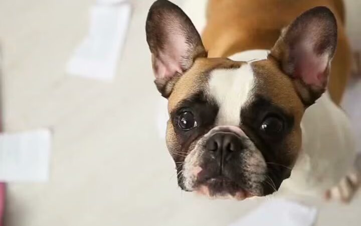 Canine Behavioral Services Inc. - Hopkinton, RI