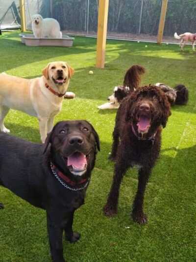 Canine Behavioral Services Inc. - Hopkinton, RI