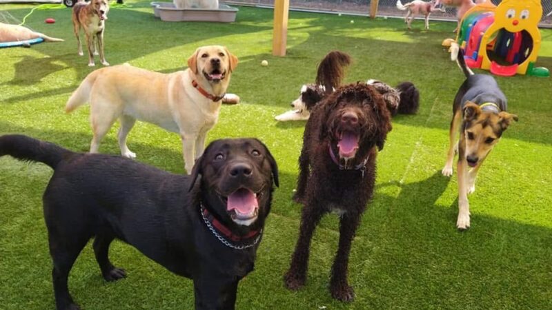 Canine Behavioral Services Inc. - Hopkinton, RI