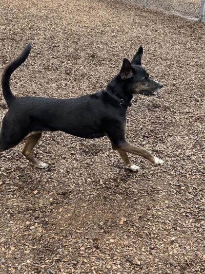 Canine Behavioral Services Inc. - Hopkinton, RI