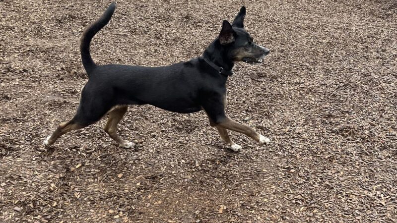 Canine Behavioral Services Inc. - Hopkinton, RI