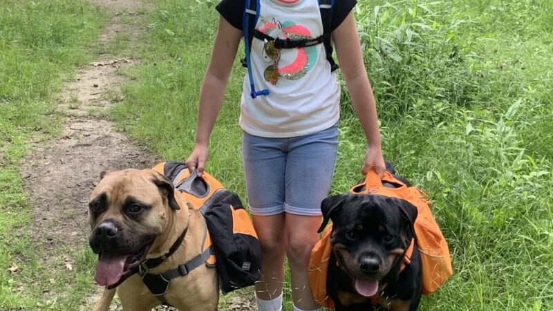 Canine Behavioral Services Inc. - Hopkinton, RI