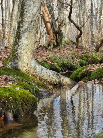 Canonchet Brook Preserve - Hopkinton, RI