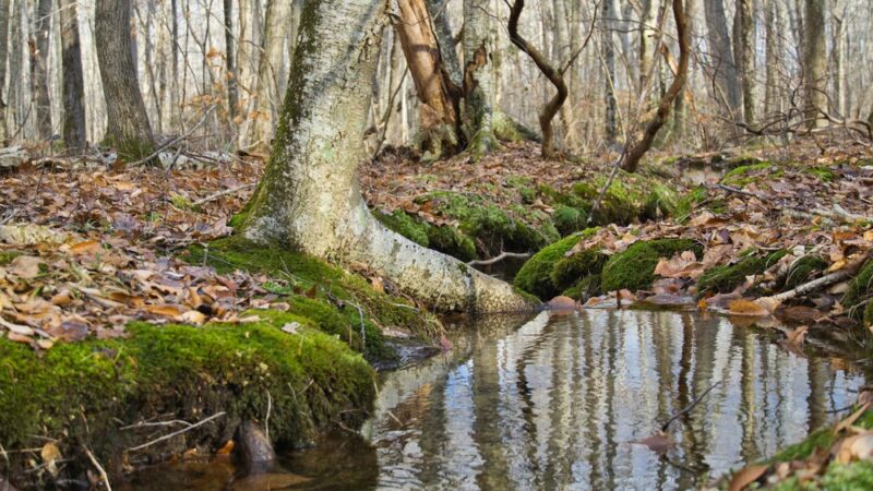 Canonchet Brook Preserve - Hopkinton, RI