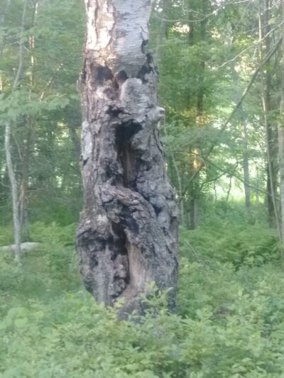 Canonchet Brook Preserve - Hopkinton, RI