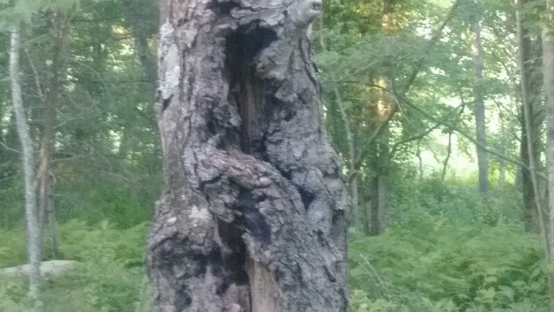 Canonchet Brook Preserve - Hopkinton, RI