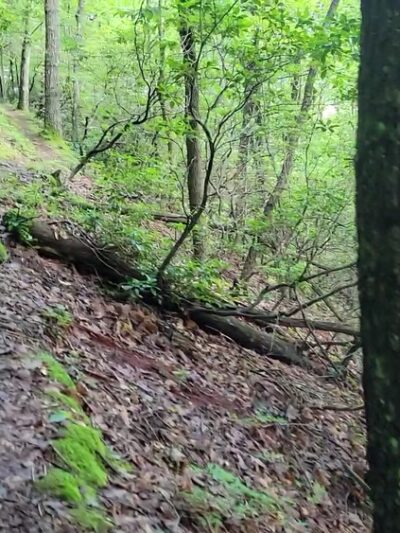 Lick Hollow State Forest Picnic Area - Hopwood, PA
