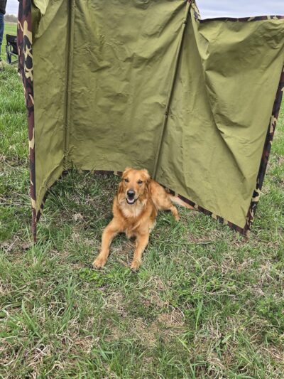 Wisconsin Amateur Field Trial Club - Horicon, WI