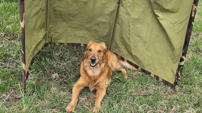 Wisconsin Amateur Field Trial Club - Horicon, WI