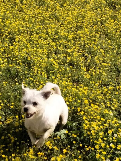 Wooten Park - Horn Lake, MS