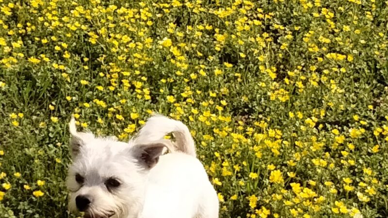 Wooten Park - Horn Lake, MS